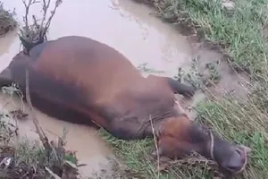 Trâu, bò chết la liệt bên bờ suối sau một đêm mưa lũ