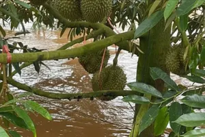 Video hàng nghìn cây sầu riêng ngập trong nước