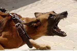 Bị chó lạ cắn, người đàn ông ở Đắk Lắk tử vong