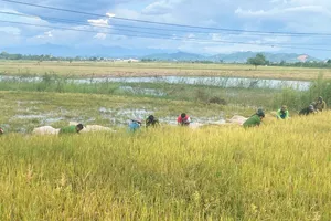 Công an xã xuống đồng lội bùn, giúp dân gặt lúa chạy lũ