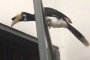 Thấy con chim lạ có mỏ dài bay vào quán nhậu, chủ quán liền báo kiểm lâm