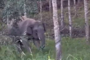 Nghi voi rừng quật chết người, nhiều đơn vị vào cuộc