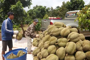 Lý do hàng loạt kho sầu riêng ở Đắk Lắk đóng cửa, ngừng thu mua 