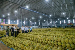 Thị trường sầu riêng 'ấm' lại sau chuỗi ngày ngưng trệ, dân bớt lo