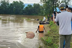 23 con trâu chết ngạt bên bờ suối trong bão số 13