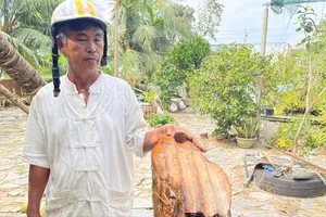 Video cận cảnh cây dừa nghi bị tôn bay cắt làm đôi trong bão số 13