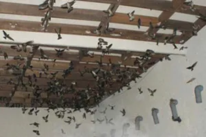 Bão số 13 quét qua Đắk Lắk: Nhiều nhà yến hư hỏng, đàn chim chết hàng loạt