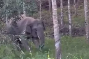 Đắk Lắk: Voi rừng tấn công làm voi nhà bị thương