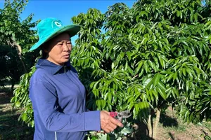 VKSND Tối cao đề nghị Đắk Lắk báo cáo vụ thi hành án có dấu hiệu sai phạm