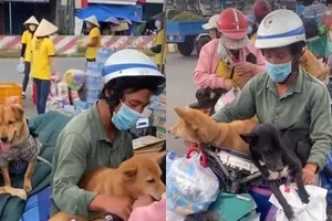 Pháp lý vụ Cà Mau tiêu hủy 13 chú chó theo chủ về quê