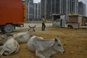 Ấn Độ đề xuất bò và người sống chung