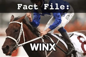 ‘Người Úc của năm’ là… một con ngựa!