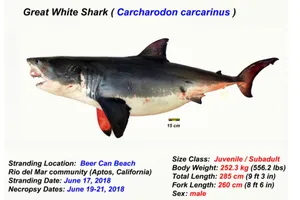 Một người gốc Việt bị quản chế vì bắn chết cá mập