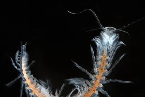 Lạ lùng loài giáp xác mới dưới đáy hang động