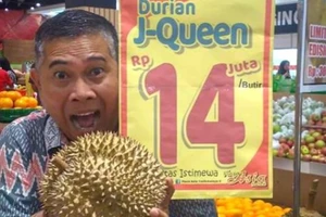 Ngỡ ngàng giống sầu riêng ngất ngưởng chục triệu đồng