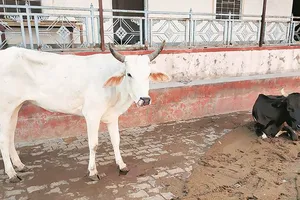 Ấn Độ: Đến lượt bò mang thai bị thương do ăn bột trộn thuốc nổ