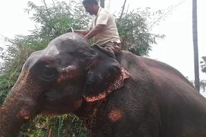 Một người Ấn Độ sửa di chúc, để lại đất đai cho 2 con voi