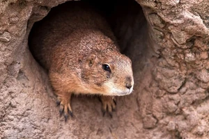 Một thành phố Trung Quốc báo động bệnh dịch hạch