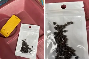 Mỹ kêu gọi dân cảnh giác các gói hạt giống bí ẩn từ Trung Quốc