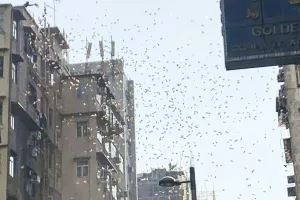 Bị bắt vì rải 'mưa tiền' từ cửa sổ tầng 30 xuống đường