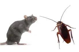 Cách ‘không đụng hàng’ trả đũa người yêu cũ dịp Valentine