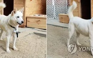 Tổng thống Hàn Quốc sẽ chia tay 2 ‘quốc khuyển’ do Triều Tiên tặng khi rời chức?