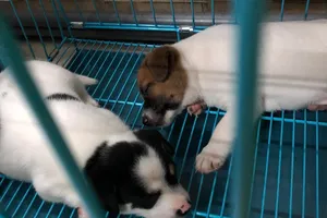 Trung Quốc: Một quận ra lệnh giết hết vật nuôi trong nhà người mắc COVID-19 