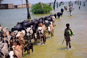 Thảm họa lũ lụt ở Pakistan: Viện trợ hay bồi thường?