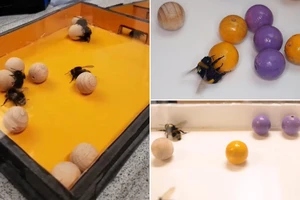 Khám phá mới: Ong nghệ thích chơi bóng như người