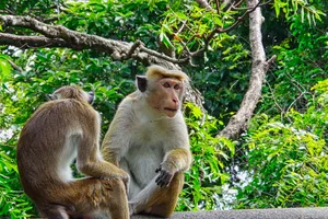 Sri Lanka đang cân nhắc xuất khẩu 10.000 con khỉ macaque cho Trung Quốc. Ảnh: SHUTTERSTOCK