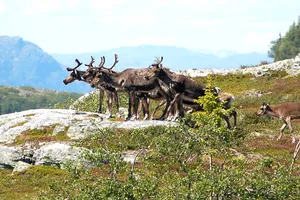 Tuần lộc ‘vượt biên’ sang Nga kiếm ăn, Na Uy bị đòi bồi thường hàng triệu USD