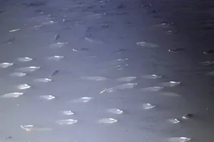 Năm nay, cá ở Nhiêu Lộc - Thị Nghè có chết?