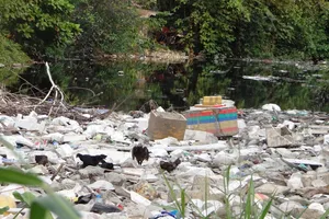 Chó gà vô tư đi lại giữa lòng kênh 