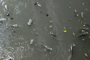 Kỳ công “tỉa” cá trên kênh Nhiêu Lộc – Thị Nghè