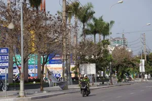 TP.HCM: Cây chết kỳ lạ trước cửa một siêu thị 