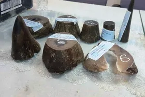Xuống sân bay, khách bị giữ cùng 3,8 kg sừng tê giác