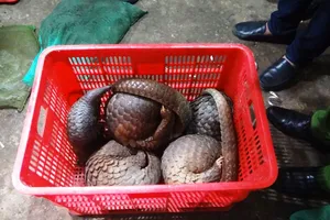 Tam giác vàng: Thú rừng chết vì du khách săn tìm