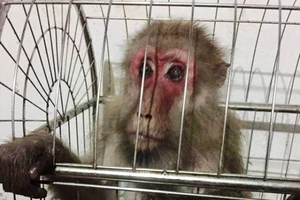  Dùng Facebook rao bán thú rừng quý hiếm