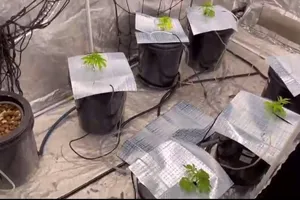 2 người nước ngoài thuê căn hộ ở Đà Nẵng trồng cây nghi là cần sa