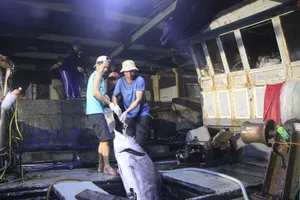 Chùm ảnh: Ngư dân Đà Nẵng sáng đèn với mùa cá bội thu