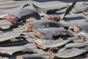 Kiểm tra gấp vụ 'vây cá mập trên mái nhà sứ quán VN'