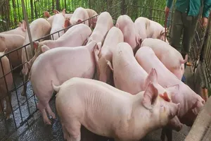 Trung Quốc phát hiện 4 ổ dịch, Việt Nam ra công điện khẩn