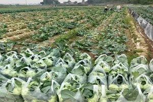 Tổng cục Đường bộ yêu cầu gỡ khó cho xe chở hàng vào Hải Phòng