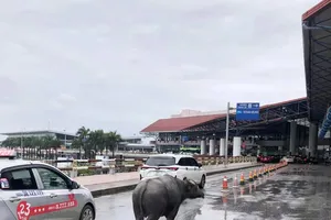 1 con trâu đi lạc vào nhà ga sân bay Nội Bài