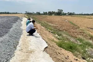 Lúa chết cạnh cao tốc Cần Thơ - Cà Mau không liên quan đến sử dụng cát biển