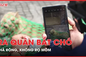 Ra quân bắt chó thả rông, không rọ mõm