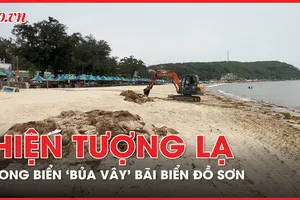 Hiện tượng lạ: Gần 100 tấn rong biển 'bủa vây' bãi biển Đồ Sơn