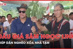 Quảng Nam: Đấu giá sâm Ngọc Linh để giúp dân nghèo xóa nhà tạm