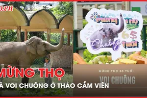 Sau sinh nhật Hà Mã Ca, khách đến Thảo Cầm Viên thích thú với lễ mừng thọ bà voi Chuông 