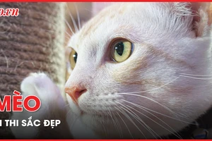 Cuối tuần, hàng trăm bạn trẻ đưa mèo đi thi sắc đẹp